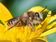 Gastrosophische Betrachtungen. Von der Wertigkeit der Honigbiene für den Lebensmittelsektor und von olfaktorischen Sinnesschulungen in der Honigsensorik